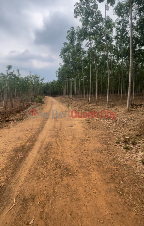 Selling land 1000m wide road 14m wide price 200 million _0