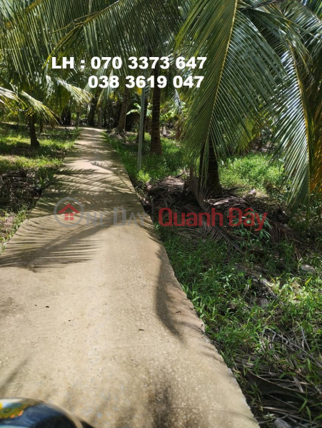 đ 650 Million | Owner Sells Beautiful Land Lot in Thoi Lai Commune, Binh Dai District, Ben Tre - Investment Price