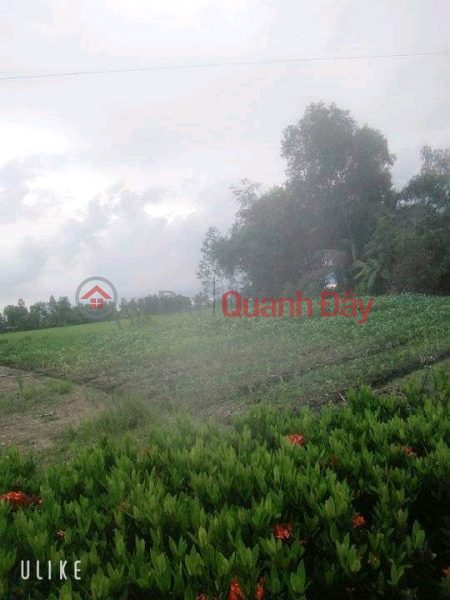 OWN A LOT OF LAND NOW - GOOD PRICE IN Tran Van Thoi district, Ca Mau province Sales Listings