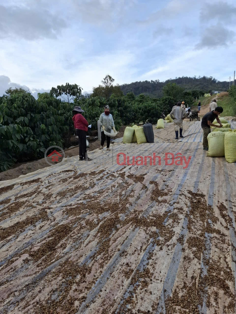 PRIME LAND – INVESTMENT PRICE – OWNER NEEDS TO SELL A PLOT OF LAND IN PHUC HOP VILLAGE - PHUC THO - LAM HA - LAM DONG _0