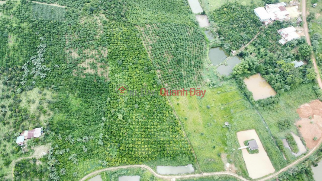 BEAUTIFUL LAND - GOOD PRICE - Land Lot For Sale Prime Location In Di Linh District, Lam Dong Sales Listings