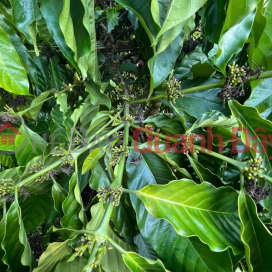 FARM LAND – GOOD PRICE – URGENT SALE – National Highway 28 – Dak Sor Commune – Krong No District – Dak Nong FARM LAND – GOOD PRICE – URGENT SALE – National Highway 28 – Dak Sor Commune – Krong No District – Dak Nong _0