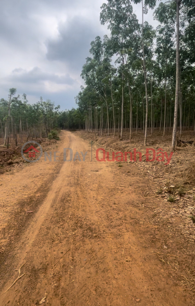 Selling land 1000m wide road 14m wide price 200 million Sales Listings