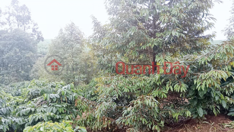 Land includes houses and coffee and rubber trees _0