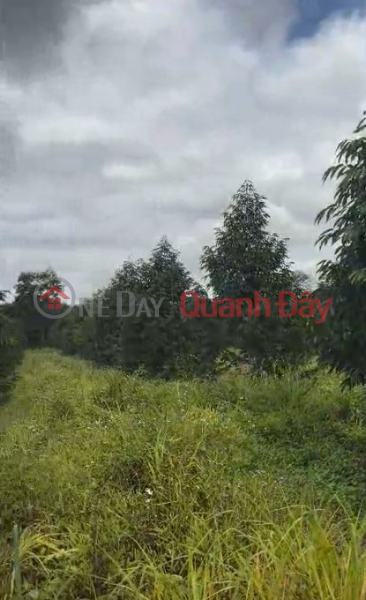 đ 40 Billion | 10 hectares of 4-year-old Thai durian trees - Dak Doa, Gia Lai - 2,000 trees, flat red soil - price 40 billion VND