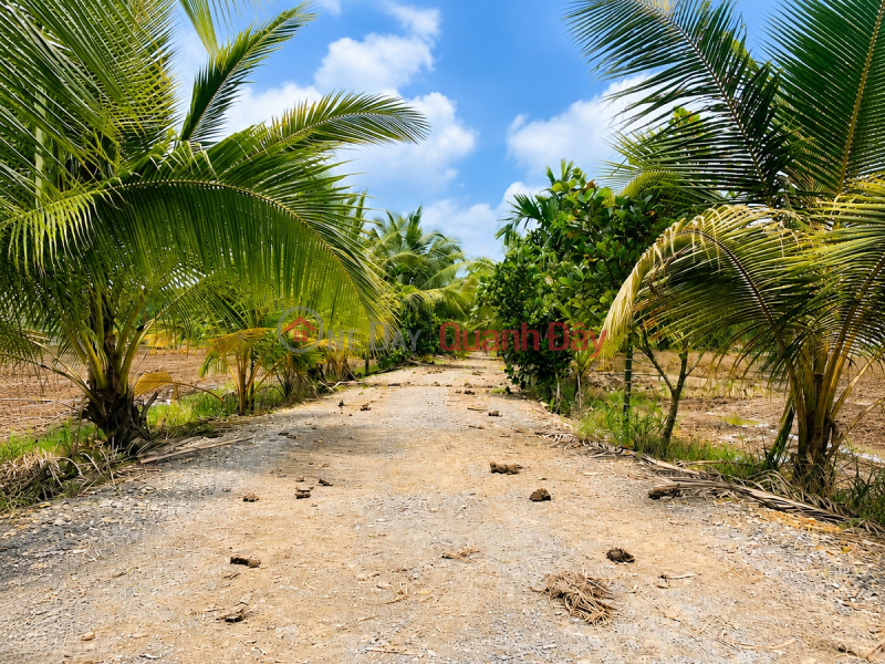 Chính chủ bán đất 300m² full thổ cư Hựu Thạnh – gần Đại học Tân Tạo, cách TP.HCM chỉ 28km Niêm yết bán