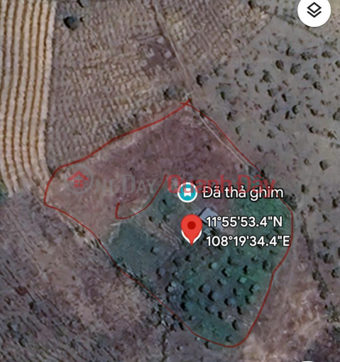 GOOD PRICE - OWNER Needs to Sell Coffee Land Quickly in Kim Cuc Dam Area, Ta Nung Commune, Da Lat, Lam Dong _0