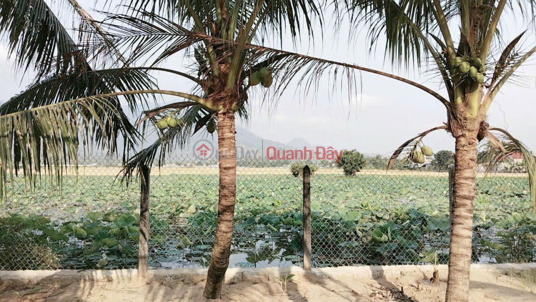 Only 3 million\\/m2 You can own a plot of resort land with a very chill lotus pond view at Tien Dien stream Khanh Khanh, Vietnam | Sales | ₫ 850 Million