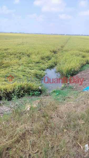 đ 6.3 Billion | THE OWNER IS SELLING 35 FIELD LAND URGENTLY IN Chau Thanh, An Giang