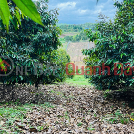BEAUTIFUL LAND - INVESTMENT PRICE - QUICK SALE OF LAND IN Long Khanh Town, Dong Nai _0