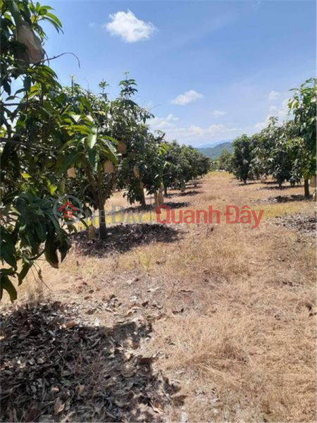 BEAUTIFUL LAND - GOOD PRICE - Urgent Sale Land Lot In Tan Phuc Commune, Ham Tan District, Binh Thuan Province Sales Listings