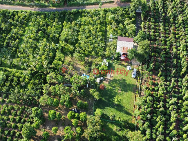 Property Search Vietnam | OneDay | Nhà ở | Niêm yết bán | Đất vườn MT 1Ha, có suối – Xã Ea Nuôl Đắk Lắk