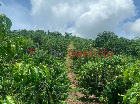 Owner selling 3 sao (1000 square meters) of 4-year-old coffee plantation land in Loc Ngai - Convenient water source, price negotiable. _0