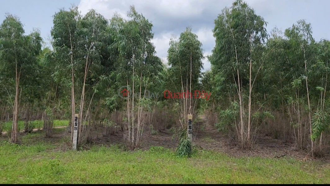 Owner Sells 2,263m2 Eucalyptus Land on Road No. 24, Tan Xuan Commune, Ham Tan District Sales Listings