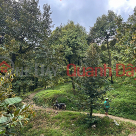 PRIME LAND FOR SALE - OWNER NEEDS TO SELL A PLOT OF LAND IN A STREET LOCATION IN HA LAM COMMUNE, DA HOAI DISTRICT, LAM DONG PROVINCE _0
