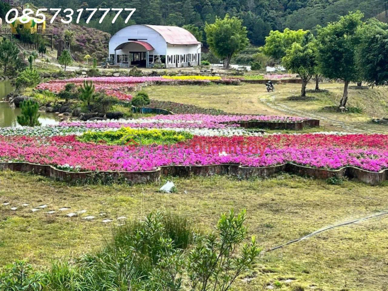 GOLDEN OPPORTUNITY – PARTNERSHIP - TRANSFER OF A AGRICULTURAL TOURISM PROJECT IN LANGBIANG WARD, DA LAT, Vietnam | Sales đ 10 Million