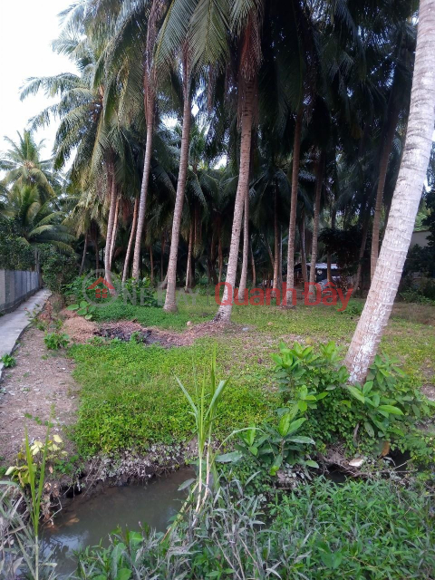 OWNER - FOR SALE LOT OF LAND BEAUTIFUL LOCATION In Binh Tho Dong Hamlet, Binh Phan Commune, Cho Gao, Tien Giang _0