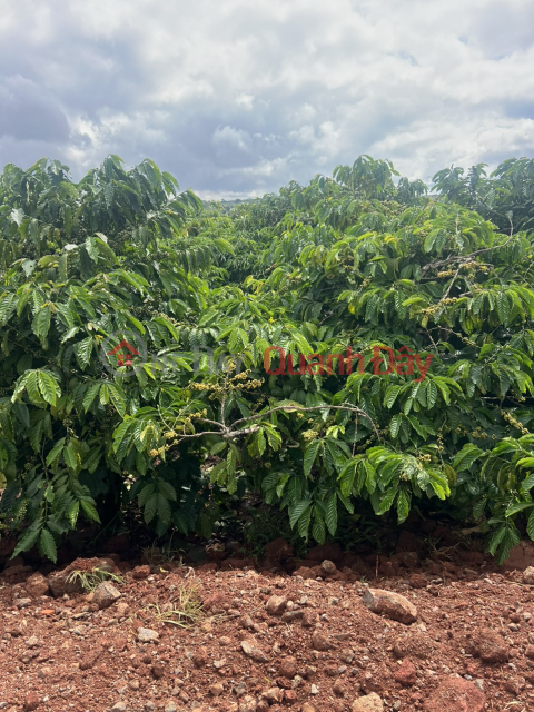 Nhanh tay khách đâu tư một lô siu rẻ ngợp -banhk tại trung tâm Liên Hà, xã Tân Hà siu rẻ _0