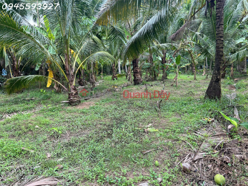 Owner needs to sell 2141m2 of land in Phu Nhuan commune, Ben Tre city Sales Listings