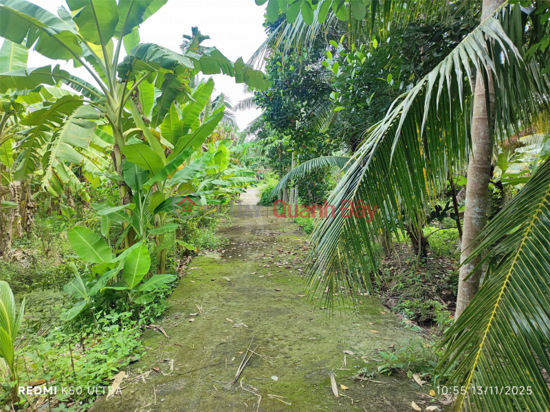 đ 480 Million, BEAUTIFUL LAND - GOOD PRICE - QUICK SALE 3 Plots of Land in Prime Location at Song Thuan, Chau Thanh, Tien Giang
