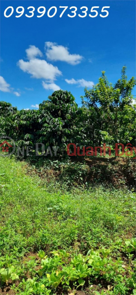 Selling field land with coffee, pepper, and other secondary crops in Nghia Thang Commune, Dak Nong Sales Listings