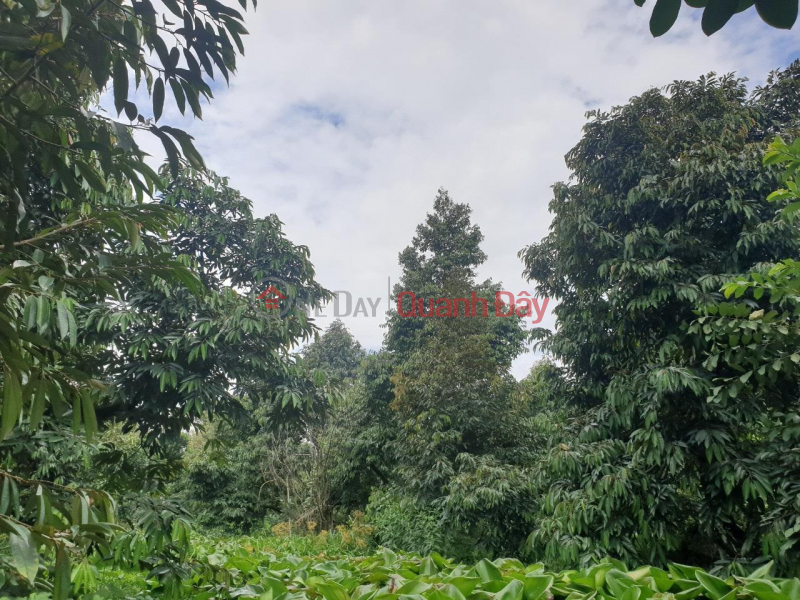 đ 900 Million, BEAUTIFUL LAND - GOOD PRICE - For Sale Durian Garden Land For Sale In Cai Lay District, Tien Giang