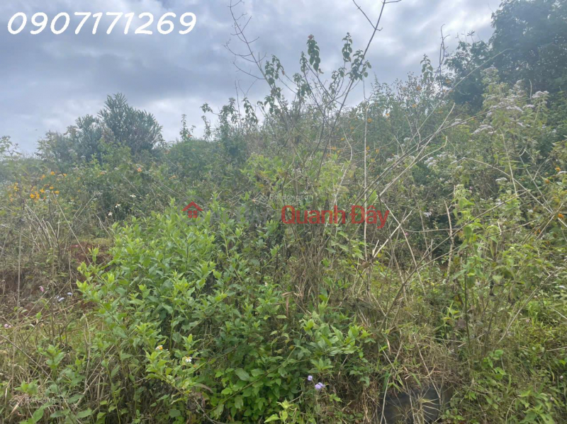 Bán đất manglin tại Phường 7 Tp Đà Lạt (nay là phường Langbiang) diện tích 210m2 Việt Nam | Bán, đ 4,5 tỷ