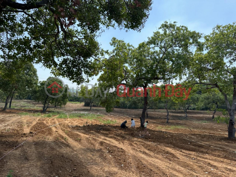 Owner Needs To Sell Land Lot, Nice Location On Highway 14, Phu Trung Commune, Phu Rieng, Binh Phuoc _0