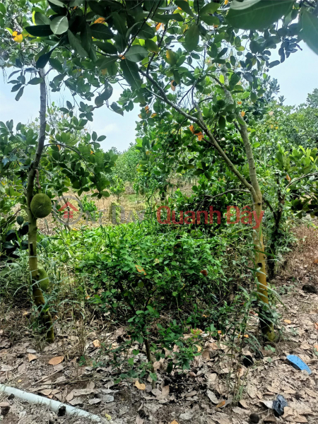 OWNER Sells Jackfruit Farming Land In Phu Nhuan Commune, Cai Lay, Tien Giang Sales Listings