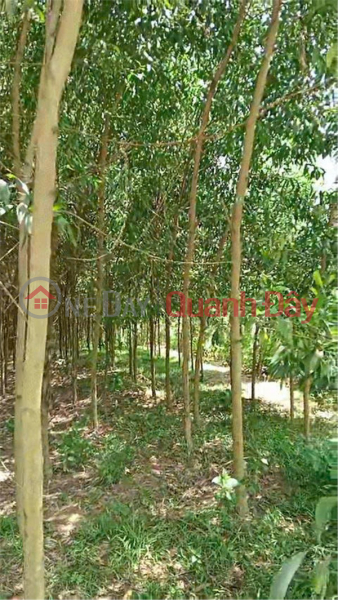 ĐẤT ĐẸP- GIÁ TỐT BÁN NHANH LÔ ĐẤT ĐẦU TƯ LÀ SINH LỜI TẠI huyện Yên Thế tỉnh Bắc Giang | Việt Nam | Bán, đ 900 triệu