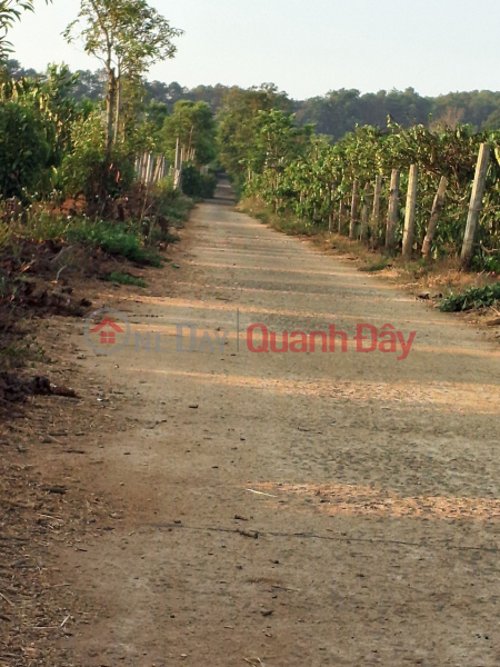 Property Search Vietnam | OneDay | Residential Sales Listings, Beautiful Land - Good Price - Owner Needs to Sell Beautiful Land Lot in Yen The Ward, Pleiku City, Gia Lai