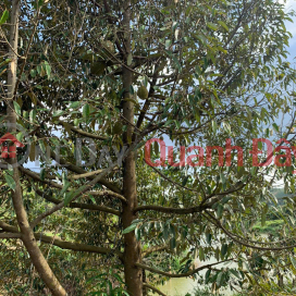 Plot of land over 1000m2 durian in Gia Nghia City, Dak Nong only 220 million _0