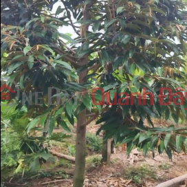 Land for sale: 16 acres of durian plantation with Red Book title deed in Tan Duong, District Road 1, Dong Thap. _0