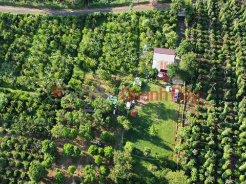 1Ha garden land, with stream - Ea Nuol Commune, Dak Lak _0