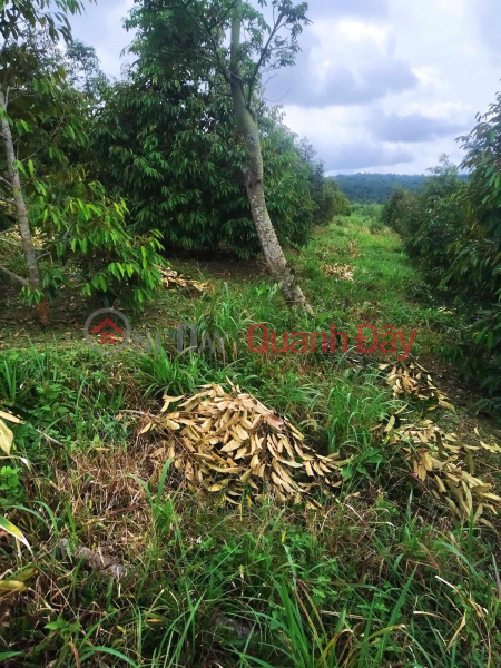 đ 800 Million, BEAUTIFUL LAND - GOOD PRICE - LAND LOT FOR SALE Prime Location In Ehleo District - Dak Lak