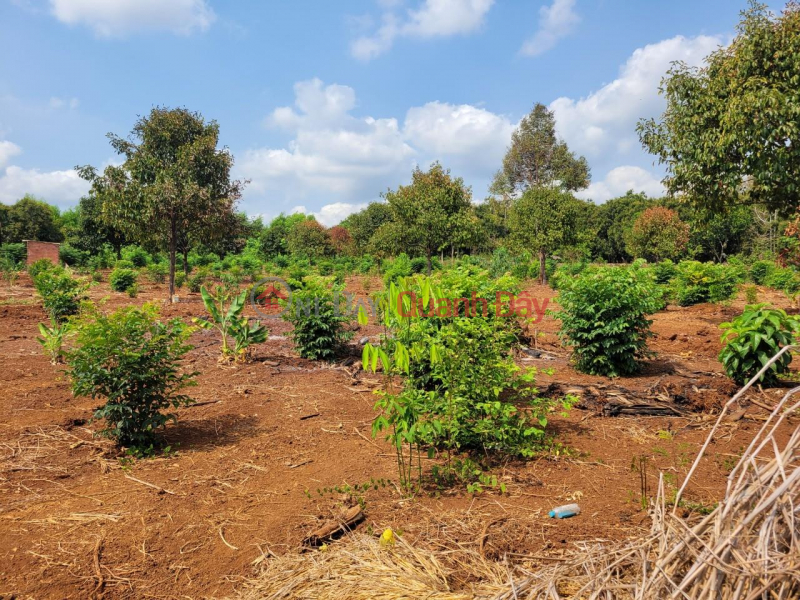 The owner needs to quickly sell a beautiful plot of land - Land for perennial crops in Suoi Tre Commune, Long Khanh, Dong Nai, Vietnam, Sales | đ 59 Billion