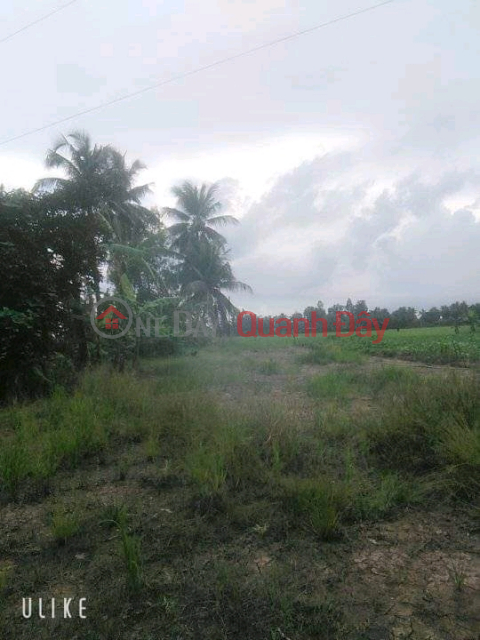 OWN A LOT OF LAND NOW - GOOD PRICE IN Tran Van Thoi district, Ca Mau province _0