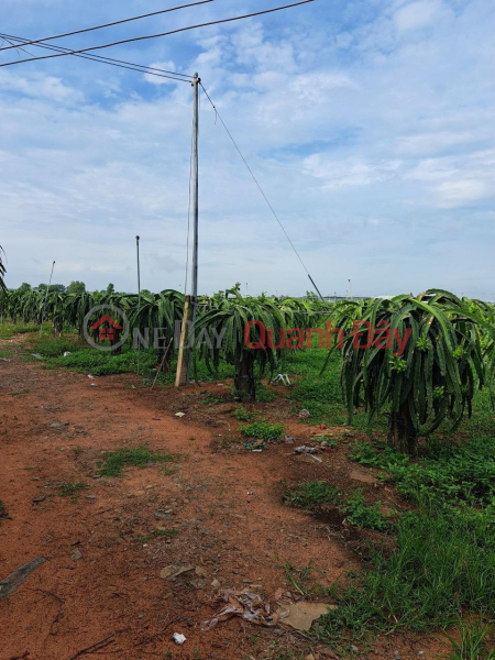 FOR SALE 1 acre of land to grow dragon fruit in Ham Thuan Nam - Extremely cheap price Sales Listings