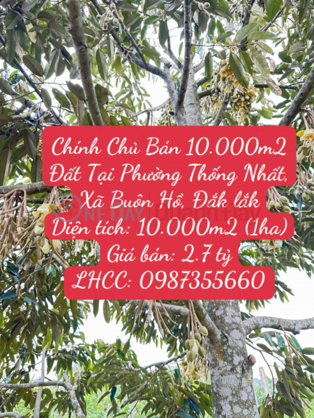 Chính Chủ Bán 10.000m2 Đất Tại Phường Thống Nhất, Xã Buôn Hồ, Đắk lắk Niêm yết bán