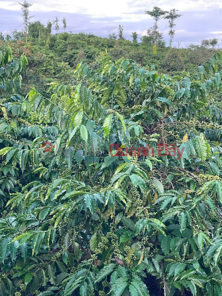 Property Search Vietnam | OneDay | Nhà ở | Niêm yết bán ĐẤT CHÍNH CHỦ - GIÁ TỐT Địa Chỉ Thôn Thanh Thái, Xã Nâm Nung, Huyện Krông Nô, Đắk Nông