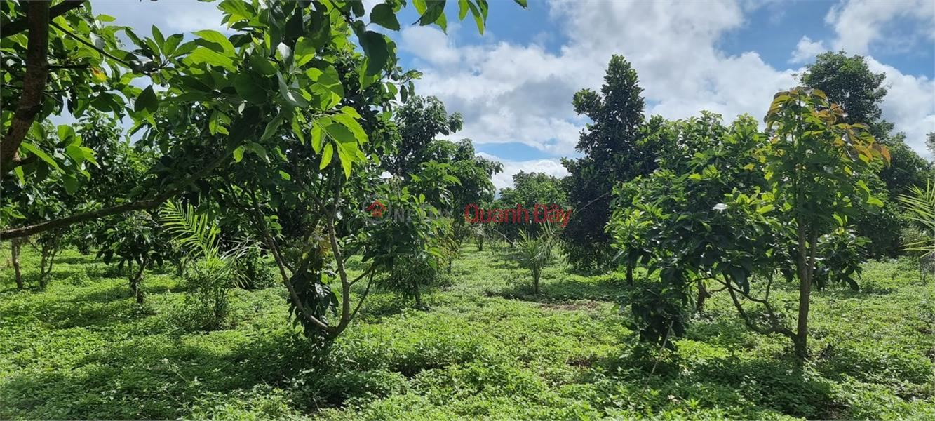 Property Search Vietnam | OneDay | Residential Sales Listings BEAUTIFUL LAND - GOOD PRICE - Owner Needs to Sell Land Lot in Phu Hoi Commune, Duc Trong District, Lam Dong Province