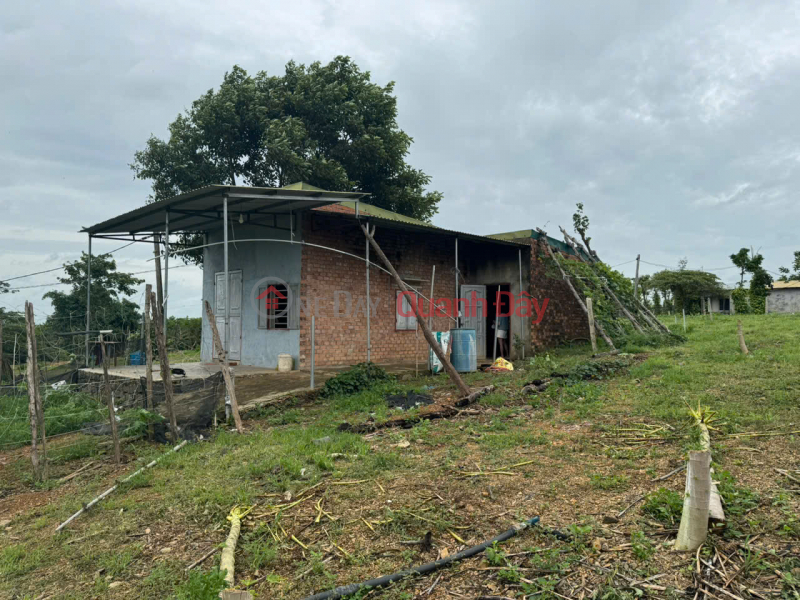 Property Search Vietnam | OneDay | Residential, Sales Listings BEAUTIFUL LAND FOR SALE 1HA4 FLAT LAND IN EAPO, CU JUT, DAK NONG - CAR ON THE LAND
