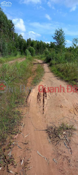 Property Search Vietnam | OneDay | Residential | Rental Listings, BEAUTIFUL LAND - GOOD PRICE - OWNER NEEDS TO SELL LAND LOT IN Tan Thuan Commune, Ham Thuan Nam, Binh Thuan