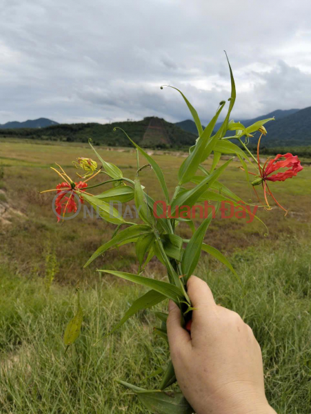 Beautiful Land - Good Price - Owner Needs to Sell a Plot of Land in a Beautiful Location in Ninh Hung Commune - Ninh Hoa, Khanh Hoa | Vietnam | Sales, đ 120 Million