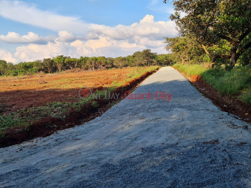 Long Binh agricultural investment land,1000m2, pink book available | Vietnam | Sales, đ 390 Million