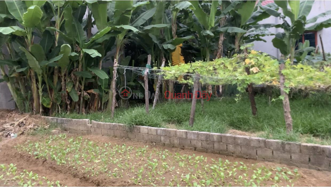 BEAUTIFUL LAND - GOOD PRICE - FOR URGENT NEED FOR SALE Land Plot In Sam Son, Thanh Hoa., Vietnam, Sales, đ 900 Million