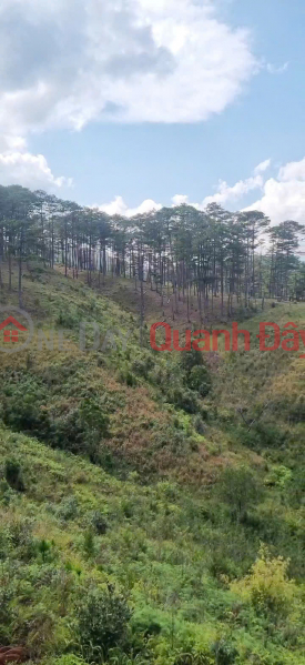 Property Search Vietnam | OneDay | Nhà ở, Niêm yết bán, Cần bán 28 sào đa nhim lạc dương - giá chào 400tr/sào