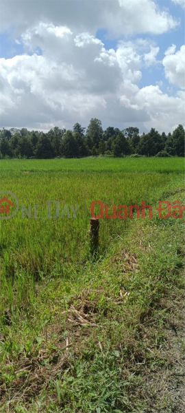 Property Search Vietnam | OneDay | Residential, Sales Listings NEED FOR QUICK SALE OF LAND LOT WITH BEAUTIFUL LOCATION IN Mang Thit, Vinh Long