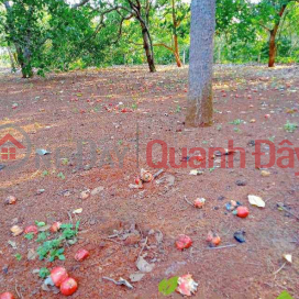 Cashew garden for sale, Price 380 million _0