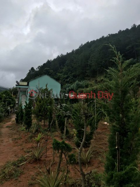 Chính chủ cần bán 1000m2 nn Tà Nung Đà Lạt - 1.3 tỷ _0